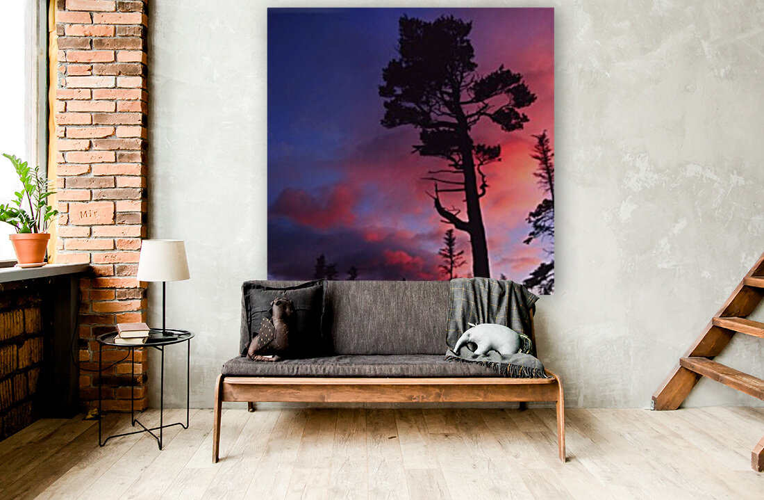 white pine Reproduction