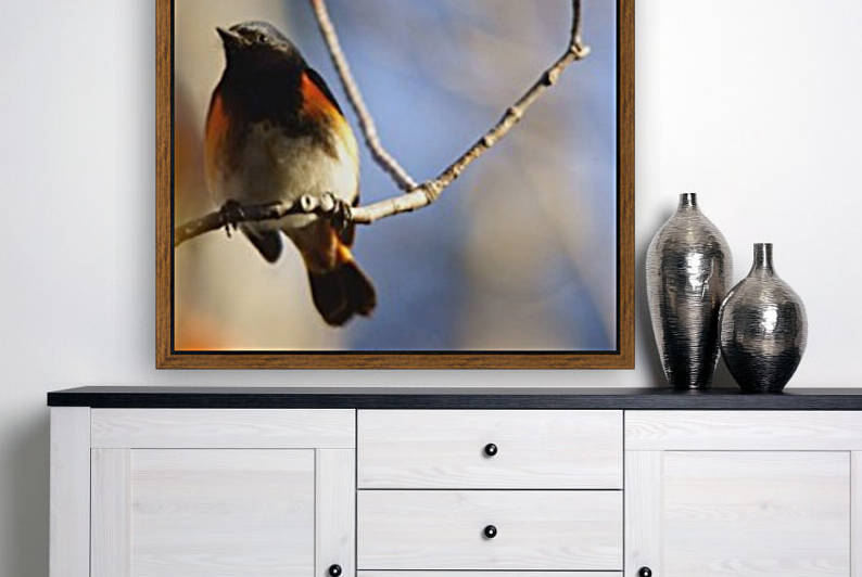 american redstart by David J Tilley