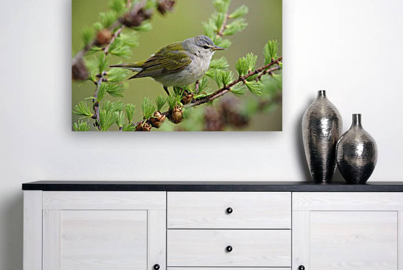 tennessee warbler by David J Tilley