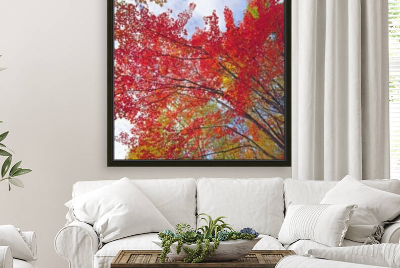 red maple Reproduction
