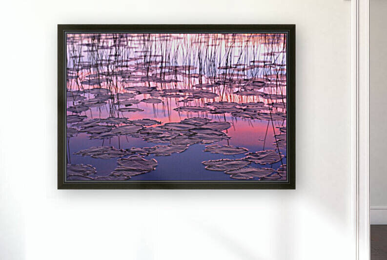 lilypads by David J Tilley