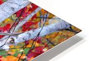 white birches HD Metal print