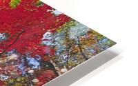 red maple HD Metal print