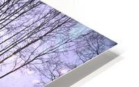 winter aspen HD Metal print