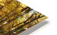 sun rising through aspens HD Metal print