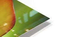 pitcher plant HD Metal print