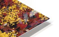 trembling aspen HD Metal print