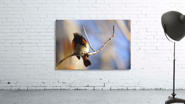 american redstart Wall Preview