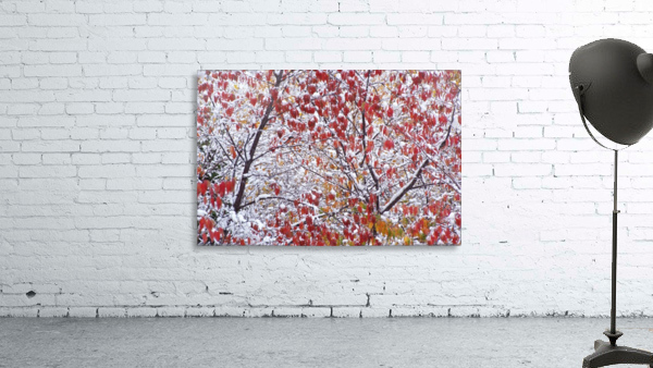 winters touch Wall Preview