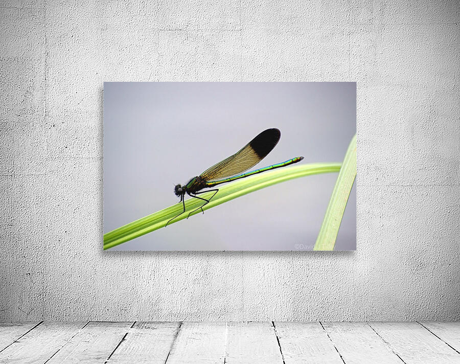 ebony jewelwing Wall Preview