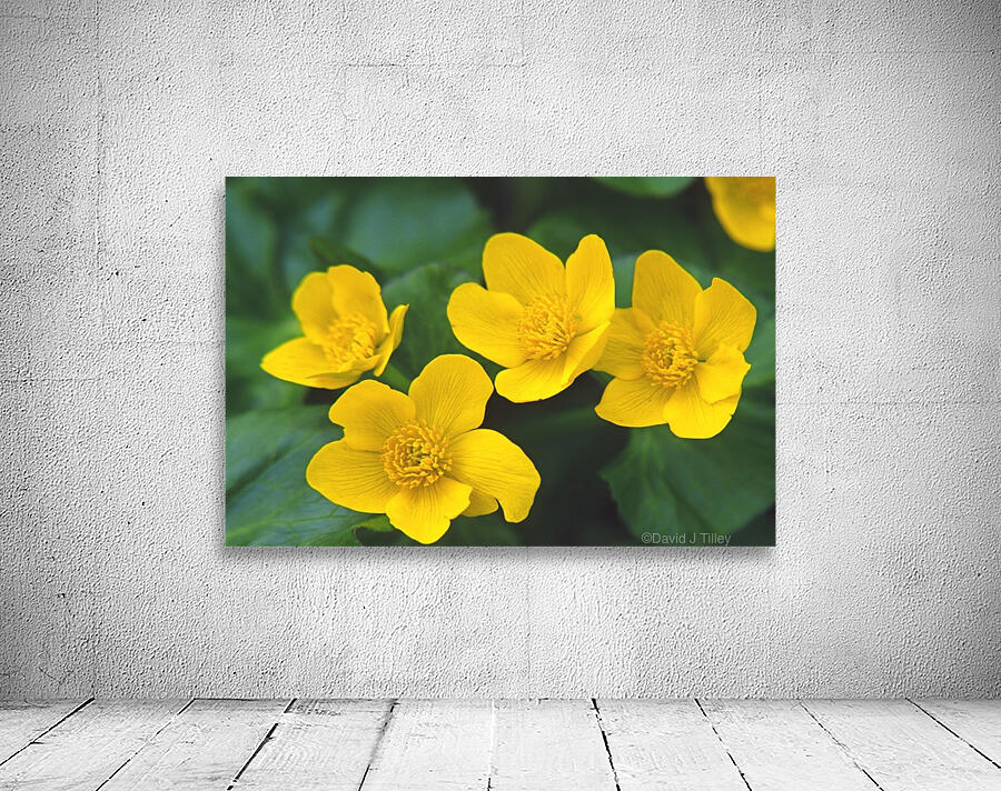marsh marigold Wall Preview