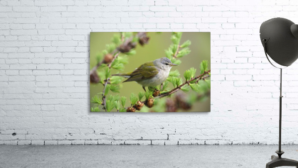 tennessee warbler Wall Preview