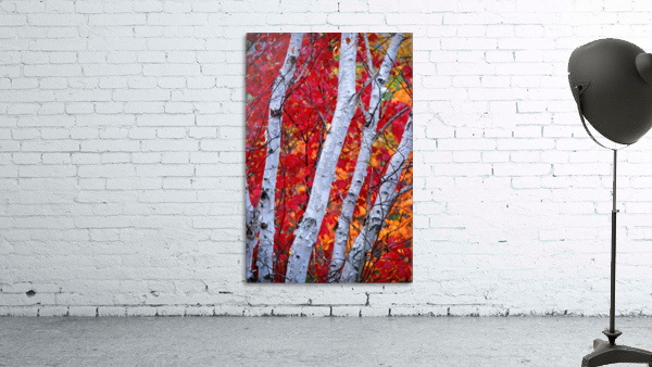 white birches Wall Preview