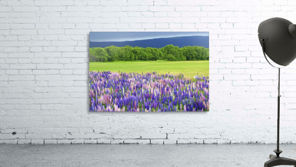 lupines Wall Preview