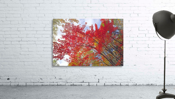red maple Wall Preview
