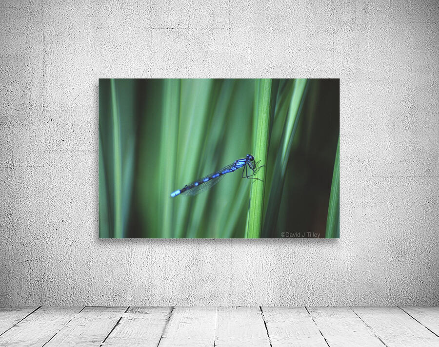 bluet Wall Preview
