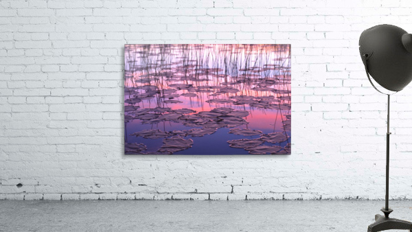 lilypads Wall Preview
