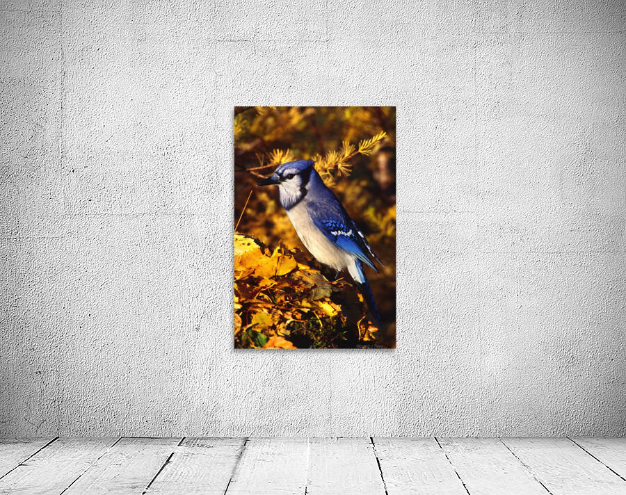blue jay Wall Preview