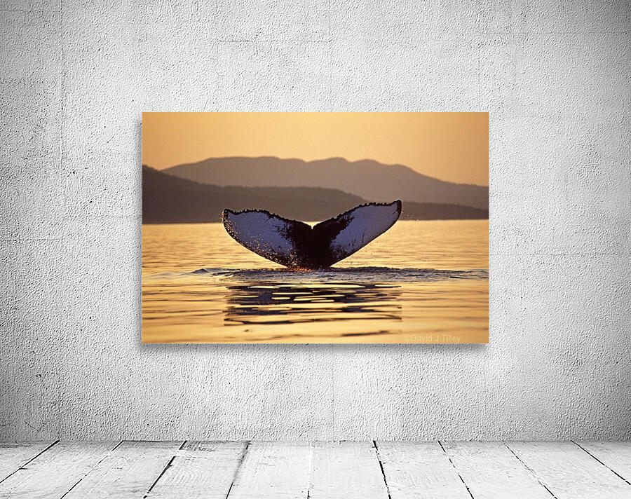 humpback fluke Wall Preview