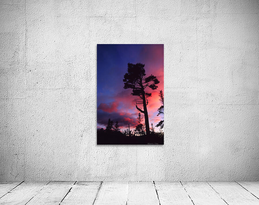 white pine Wall Preview