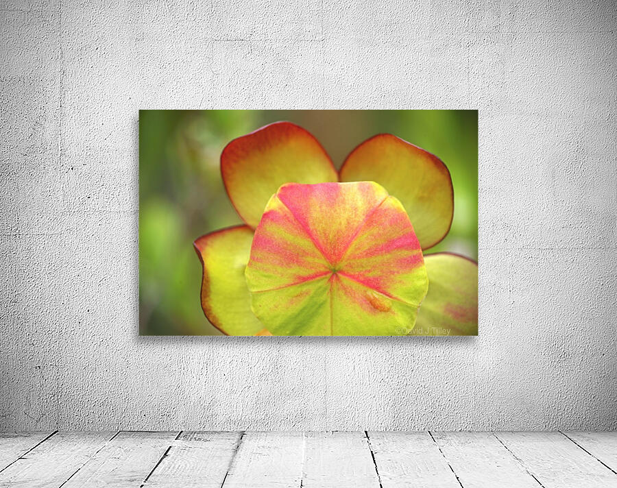 pitcher plant Wall Preview
