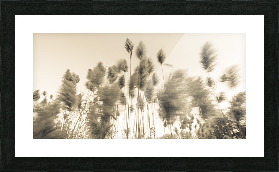 Standing up to the Wind 2 Picture Frame print