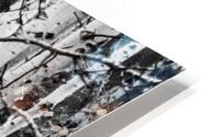 Birch Tree Forest HD Metal print