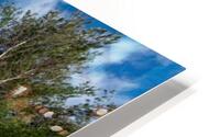 Birches on the Hill HD Metal print