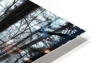 Trunks in the Fog HD Metal print