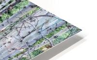 Birch Tree Forest HD Metal print