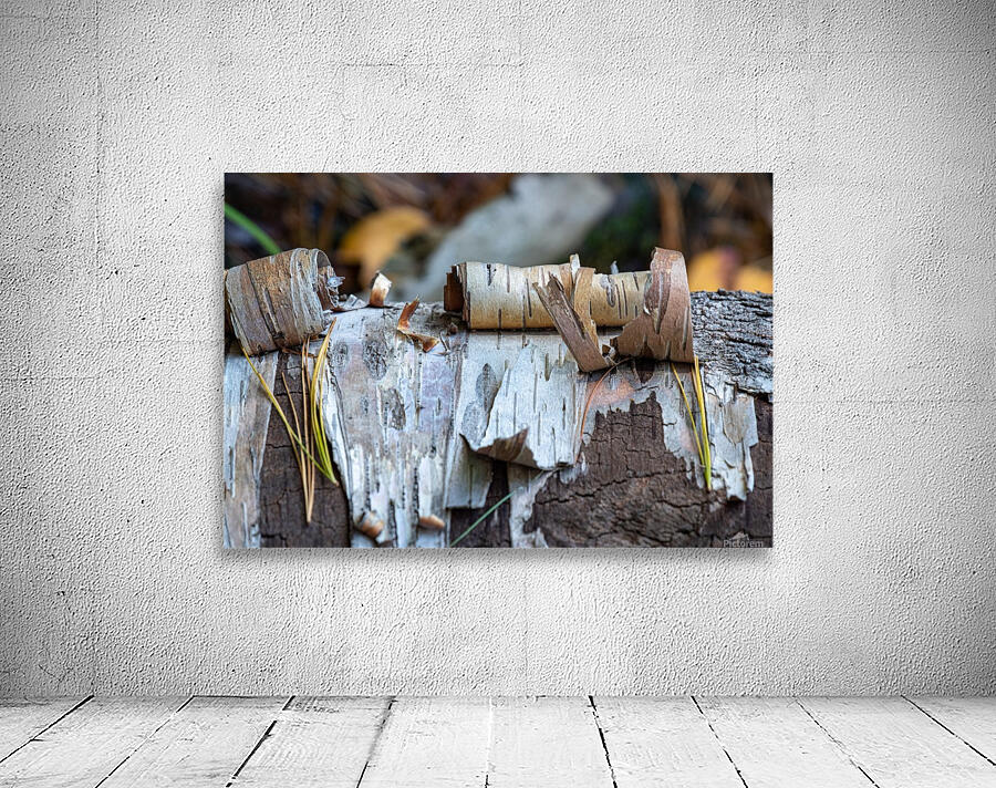 Fallen Birch Wall Preview