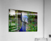 palaeca peacock 4 Acrylic Print
