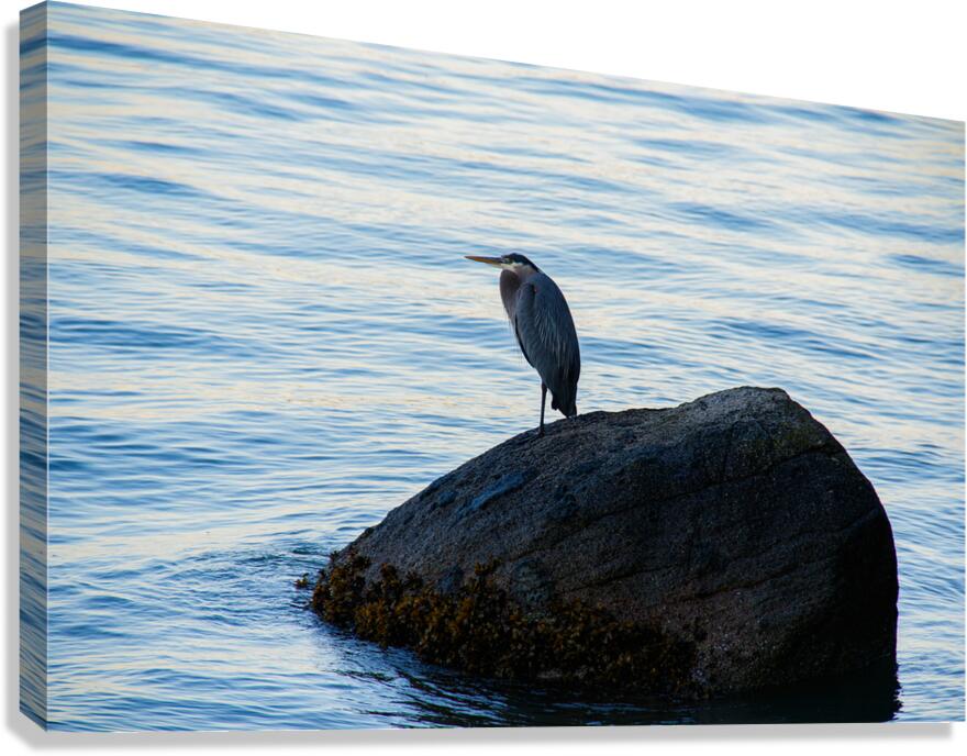 Vancouver herring mediating  Canvas Print