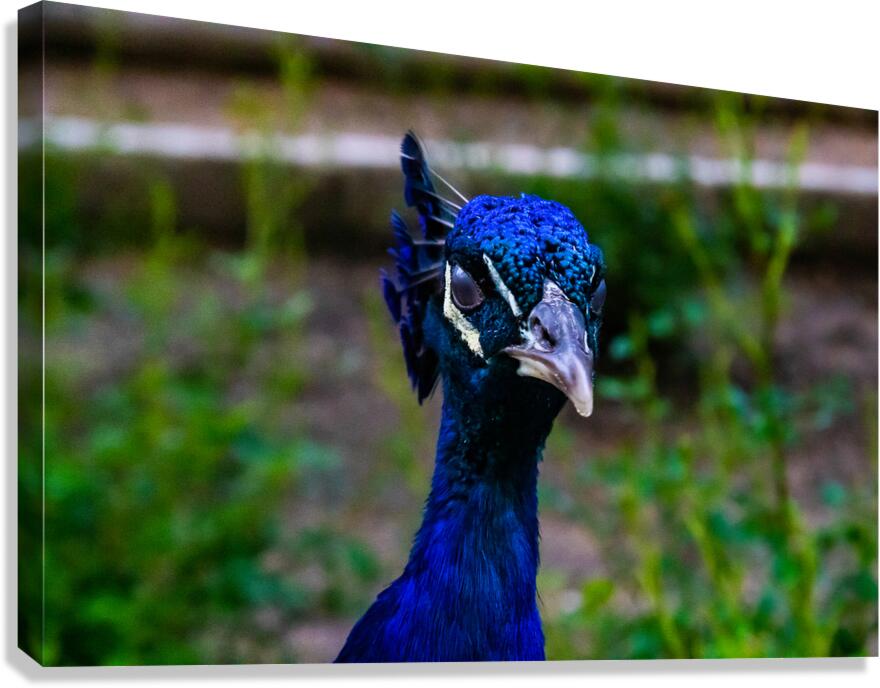palaeca peacock 4 Canvas Print