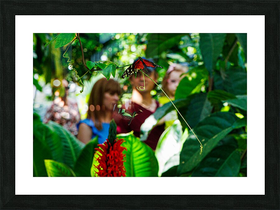 TX butterflues Picture Frame print
