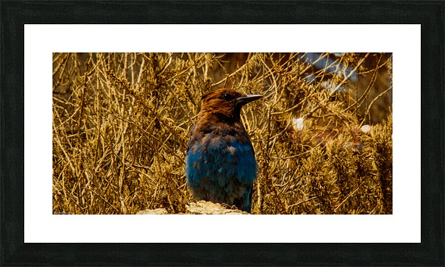 big Sur bird Picture Frame print