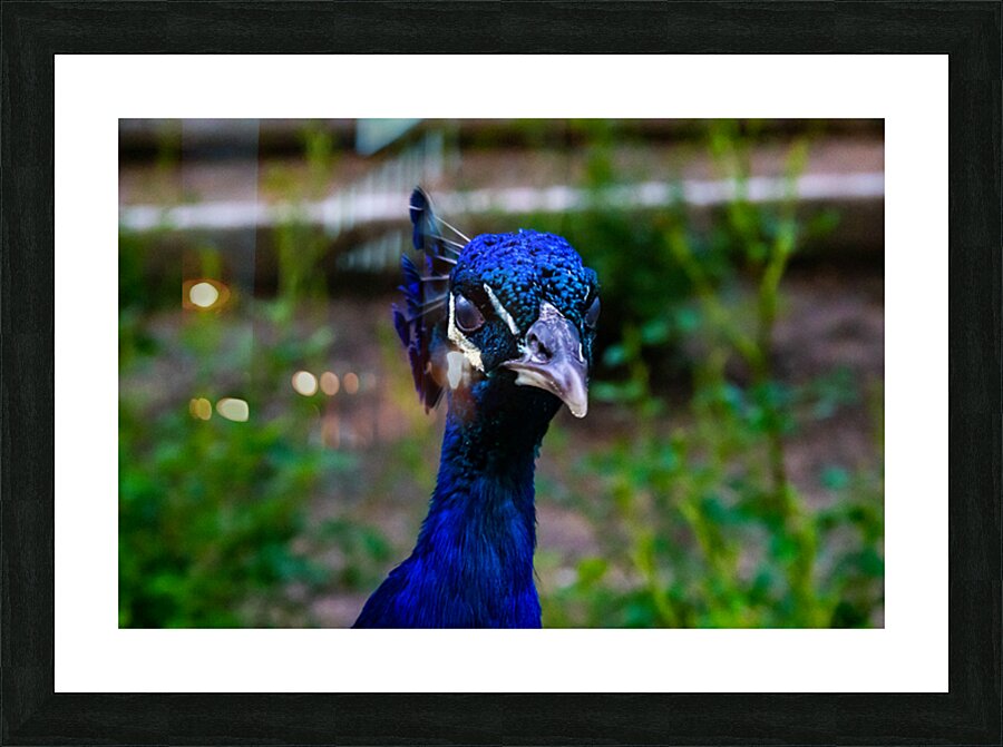 palaeca peacock 4 Picture Frame print