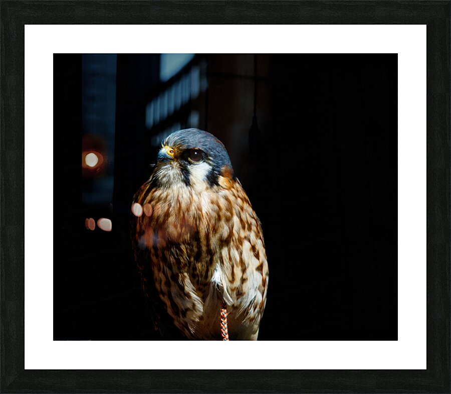 Vancover Hawk Picture Frame print