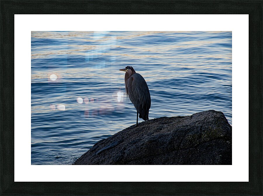 Vancouver herring Picture Frame print