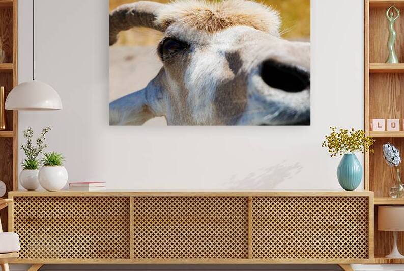 Wildlife Bridge  Addax by Allen Lincoln Media