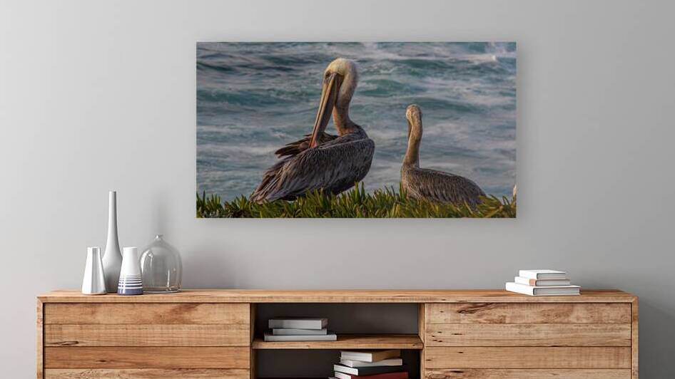 sea lion cove two pelicans by Allen Lincoln Media