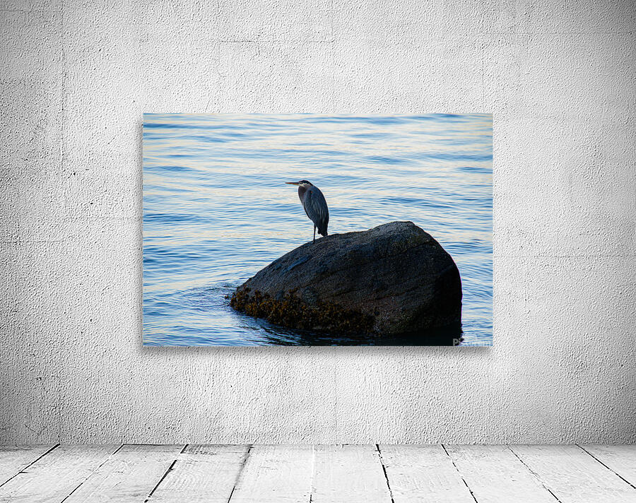 Vancouver herring mediating  Wall Preview