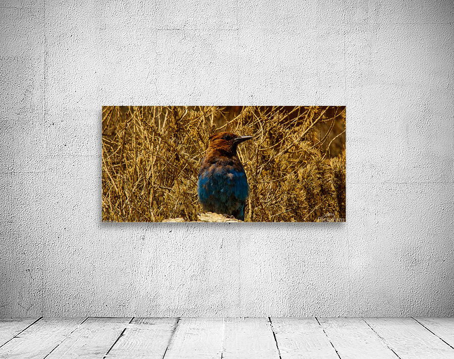 big Sur bird Wall Preview