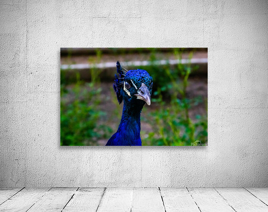 palaeca peacock 4 Wall Preview