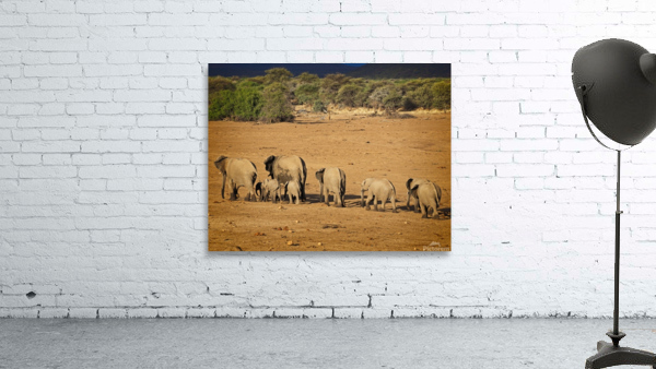 Elephant walk Wall Preview