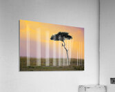 tumeona 4 Acrylic Print