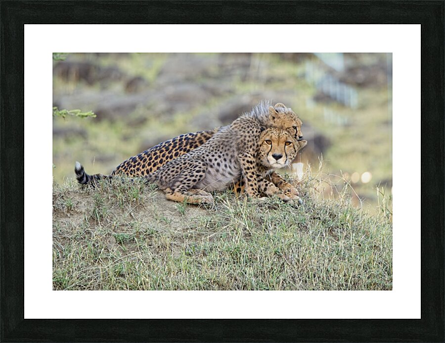 tumeona 4 Picture Frame print