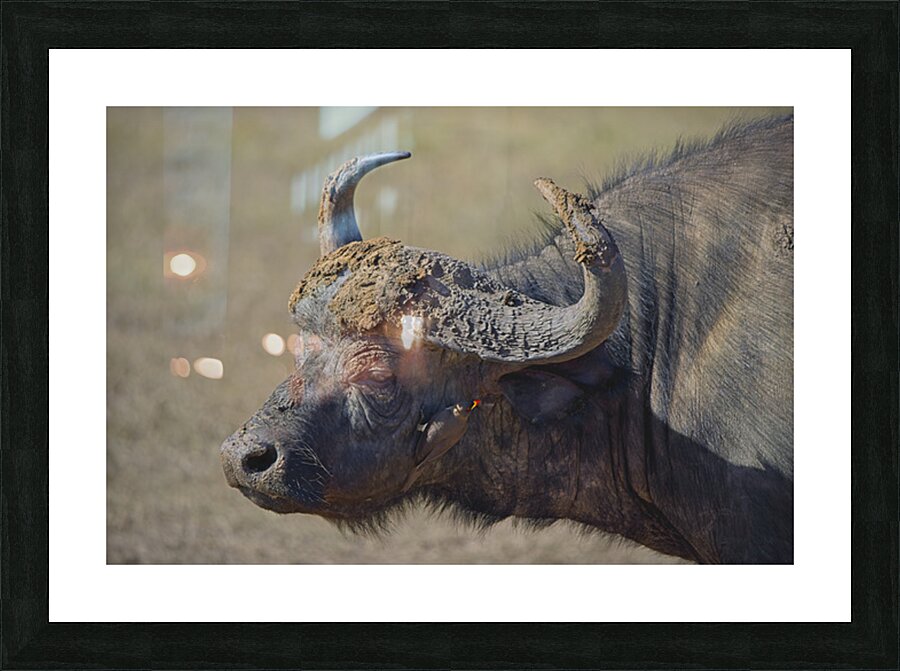 tumeona 51 Picture Frame print