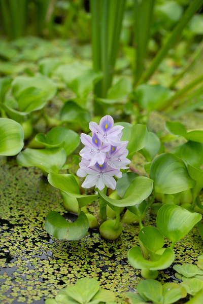 Little Water Digital Download