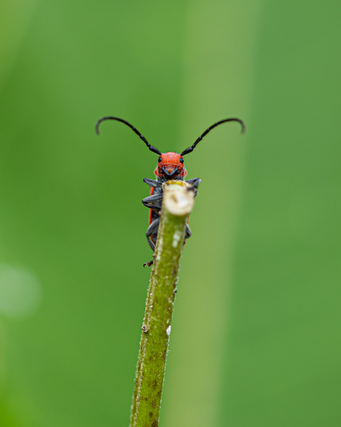 Hello Friend Digital Download